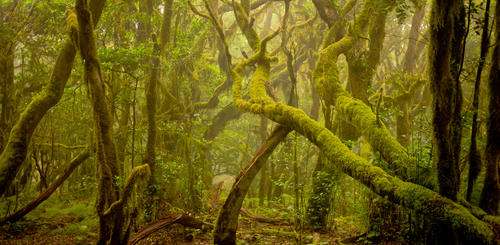 Dichter Regenwald im Garajonay Nationalpark
