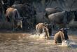 Gnus im Serengeti Nationalpark