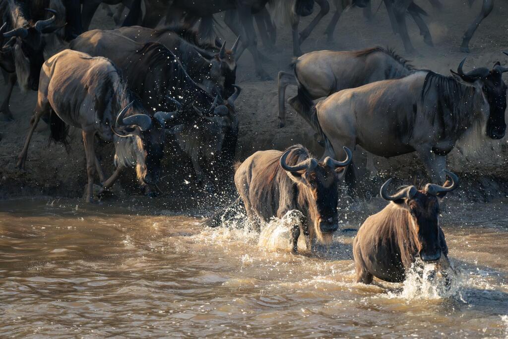 Gnus im Serengeti Nationalpark