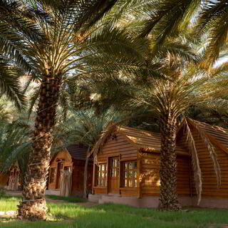 Palmen auf einer Dattelplantage in AlUla