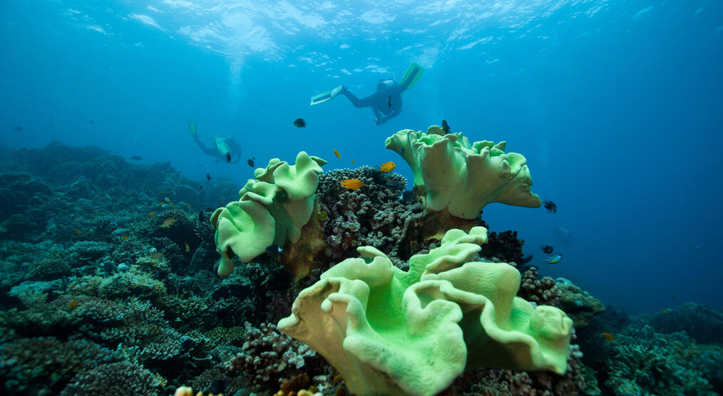 Apo Island