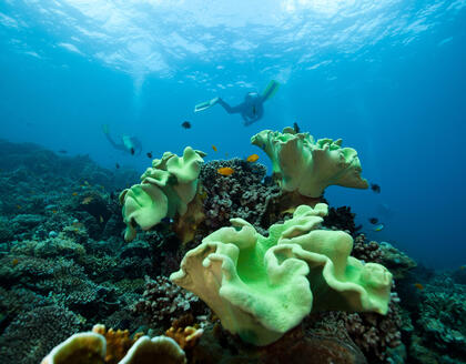 Apo Island