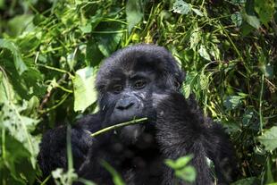 Gorilla im Bwindi Forest 