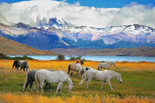 Pferde am Torres del Paine