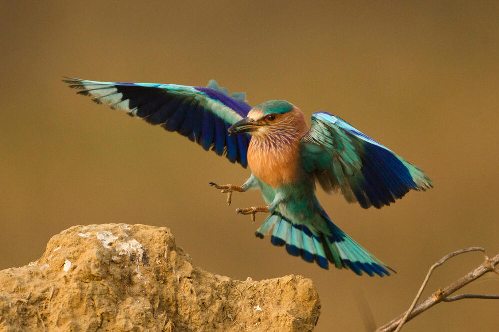 Vogel im Kanha Nationalpark