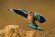 Vogel im Kanha Nationalpark