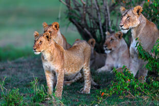 Löwen in Masai Mara