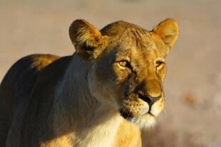 Löwin im Etosha Nationalpark