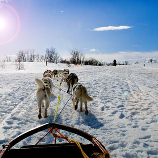 Schlittenhunde