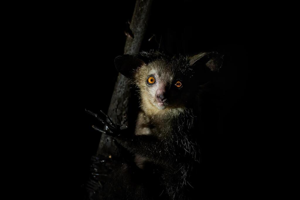 Aye-Aye auf der Nachtpirsch
