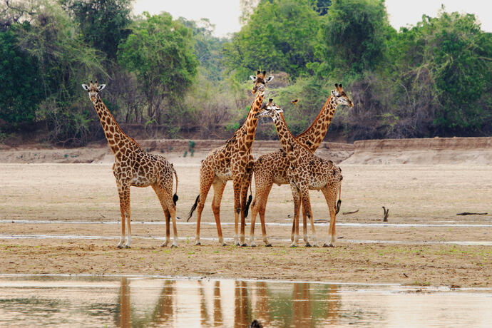 Giraffen im Südluangwe Nationalpark