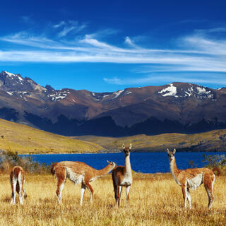 Guanakos im Torres del Paine Nationalpark