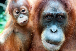 Nachdenklicher Orang Utan 