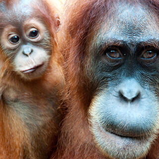 Nachdenklicher Orang Utan 