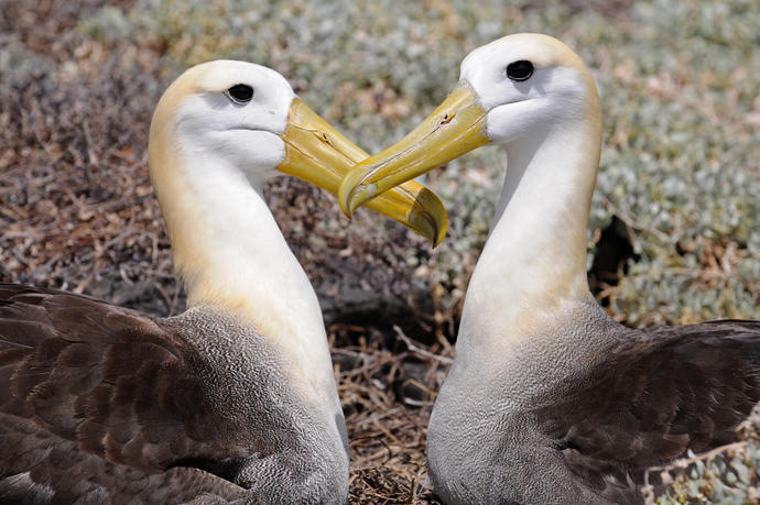 Galapagos-Albatrosse