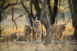 Bengalische Tiger im Ranthambhore Nationalpark