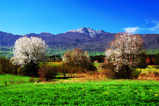 Frühlingsstimmung in der Natur Kroatiens