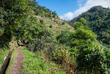 Levada das Mimosas