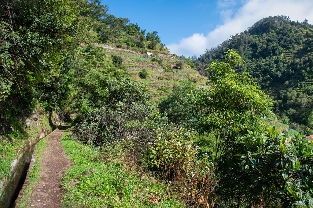 Levada das Mimosas