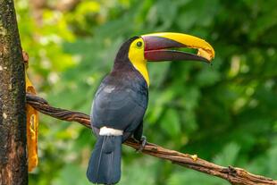Toucan im Carara Nationalpark