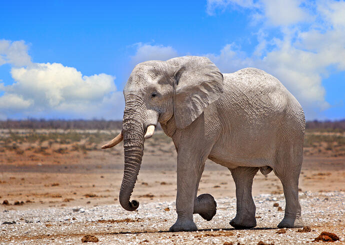 Elefant
