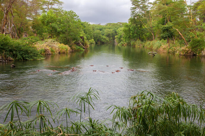 Nilpferde in den Mzima Springs