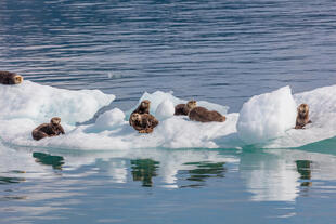 Otter im Prince William Sound 