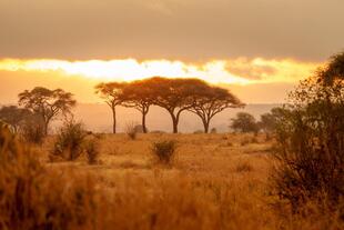 Sonnenaufgang im Tarangire Nationalpark