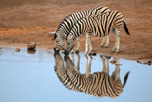Zebras im Etosha Nationalpark