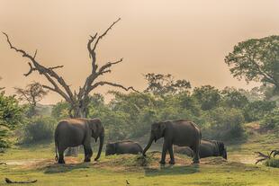 Elefanten im Yala Nationalpark