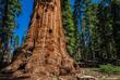 General Grant Tree