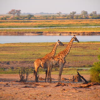 Giraffen im Krüger Nationalpark