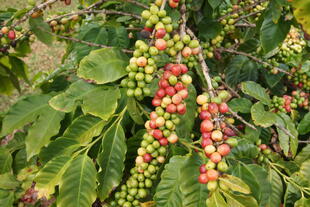 Kaffeeplanze