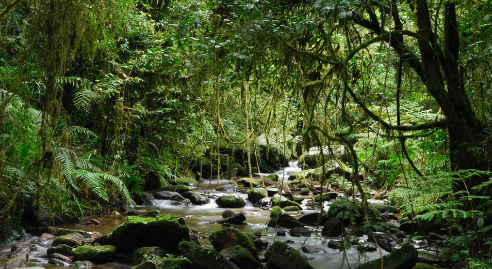 Fluss im Ranomafana Nationalpark
