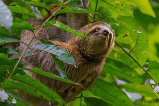 Faultier im Manuel Antonio Nationalpark