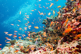 Fische im Great Barrier Reef