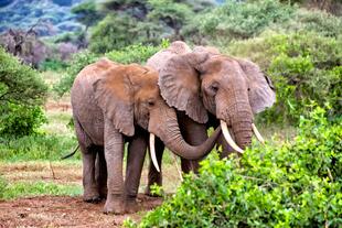 Elefanten im Tarangire Nationalpark