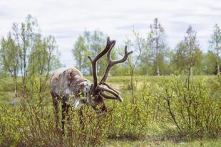Rentier auf grünem Feld in Lappland 