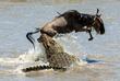 Gnu und Krokodil