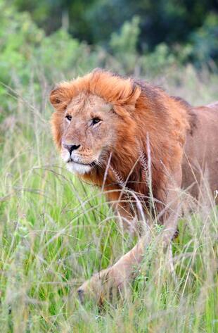 Löwe im Massai Mara Nationalpark
