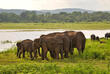 Elefanten im Udawalawe Nationalpark