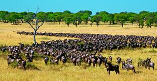 Gnu-Herde im Serengeti Nationalpark