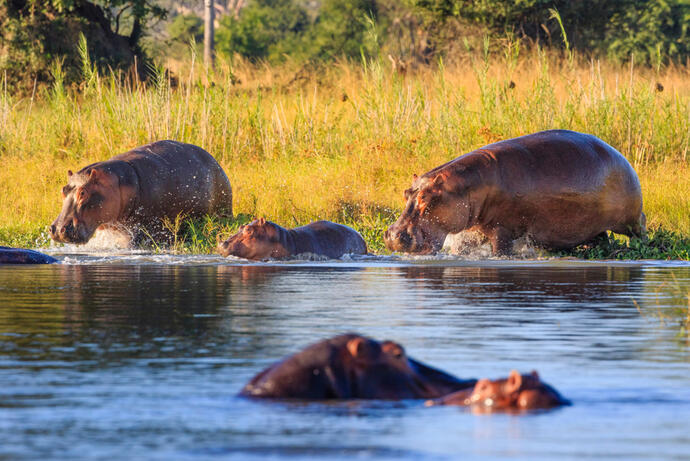 Nilpferde im Liwonde-Nationalpark