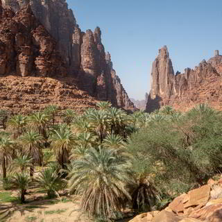 Palmen und spitze Felsen in Wadi Disah