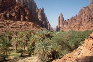 Palmen und spitze Felsen in Wadi Disah
