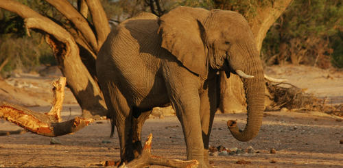 Elefantenbeobachtung während der Wildtiersafari