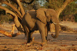 Elefantenbeobachtung während der Wildtiersafari