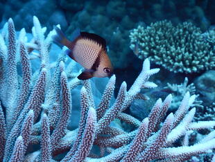 Fisch an blauer Koralle