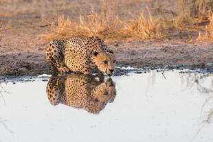 Gepard