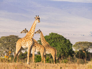 Giraffenherde im Ngorongoro Krater